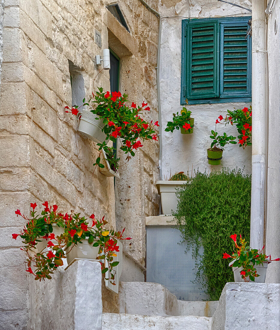 Italien, Apulien, Brindisi, Itria-Tal, Ostuni. Topfblumen schmücken den Eingang eines Hauses in der Altstadt von Ostuni.