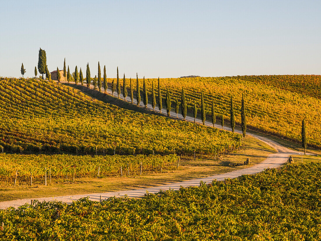 Italien, Toskana. Straße durch einen Weinberg im Herbst.