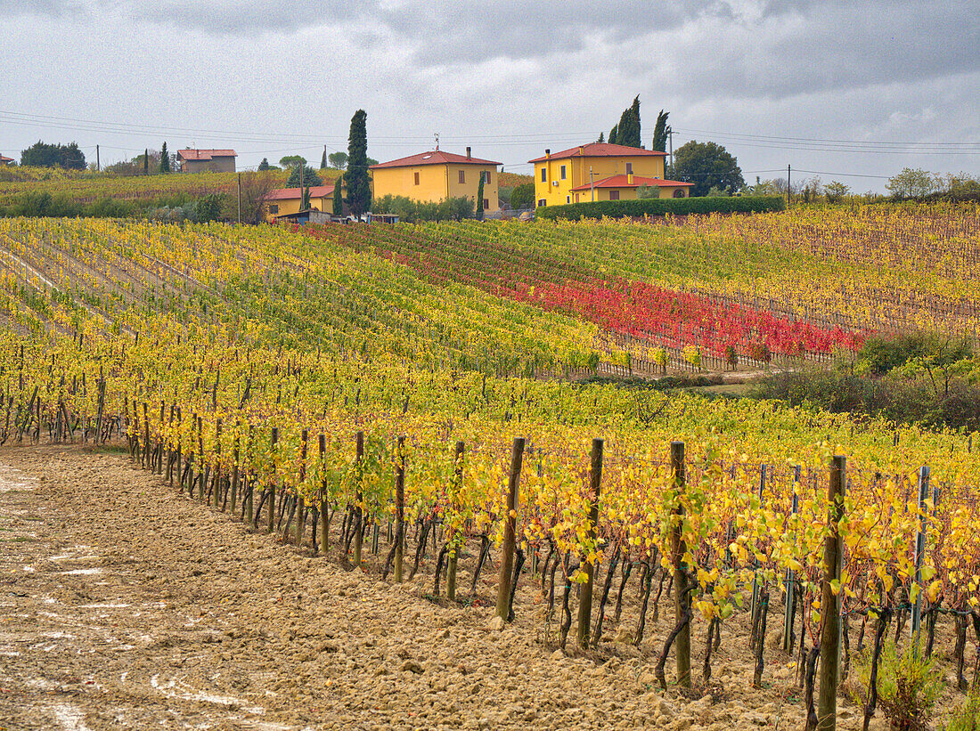 Italien, Toskana. Bunter Weinberg mit Herbstfarben unter gelben Häusern in der Toskana.