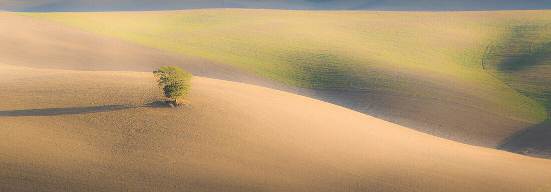 Italien, Toskana. Ein einsamer Baum in der toskanischen Landschaft.