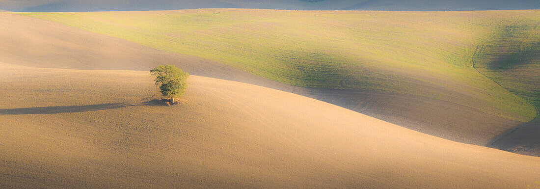 Italy, Tuscany. A lone tree in the Tuscan countryside.