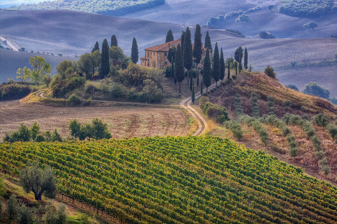 Italien, Toskana. Haus Belvedere, Olivenbäume und Weinberge in der Nähe von San Quirico d'Orcia.