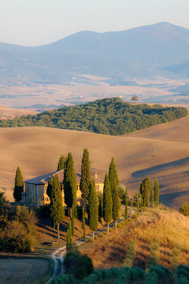 Italy, Tuscany. Belvedere House, Olive trees, and vineyards near San Quirico d'Orcia.