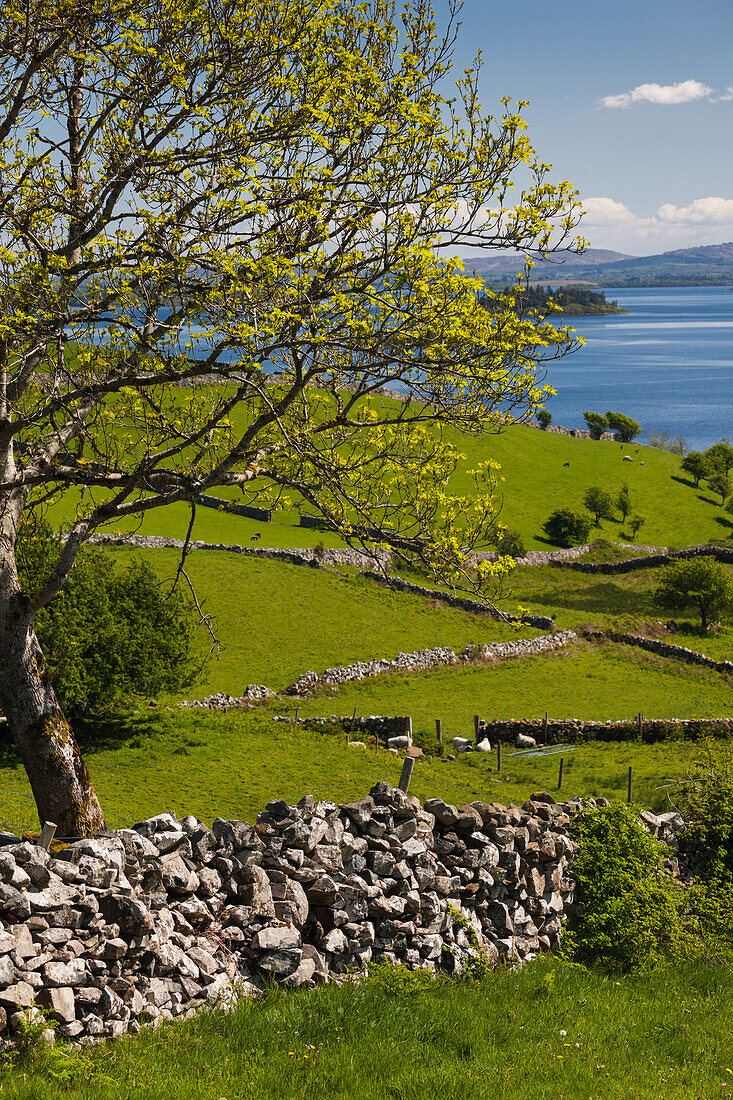 Ireland, County Galway, Cong, elevated springtime landscape