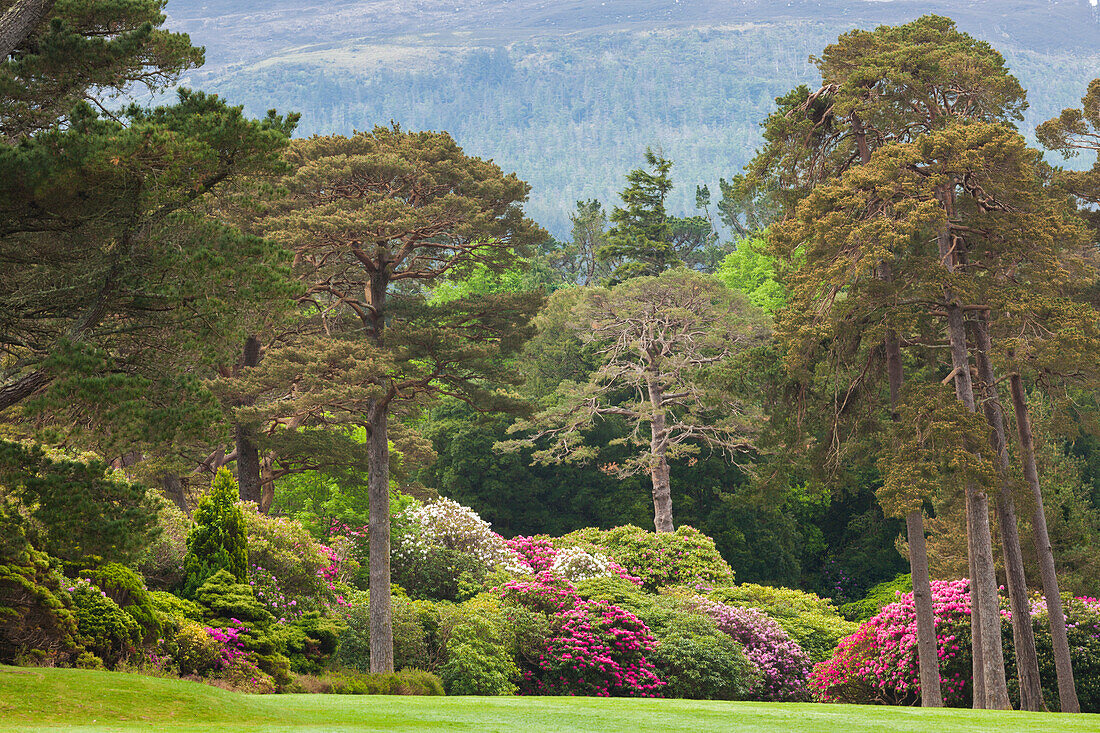 Ireland, County Kerry, Ring of Kerry, Killarney, Killarney National Park, gardens springtime