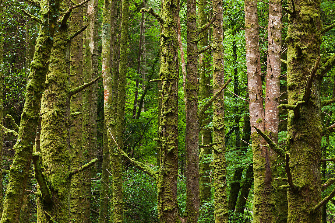 Irland, Grafschaft Kerry, Ring of Kerry, Killarney, Killarney-Nationalpark, moosbewachsene Bäume