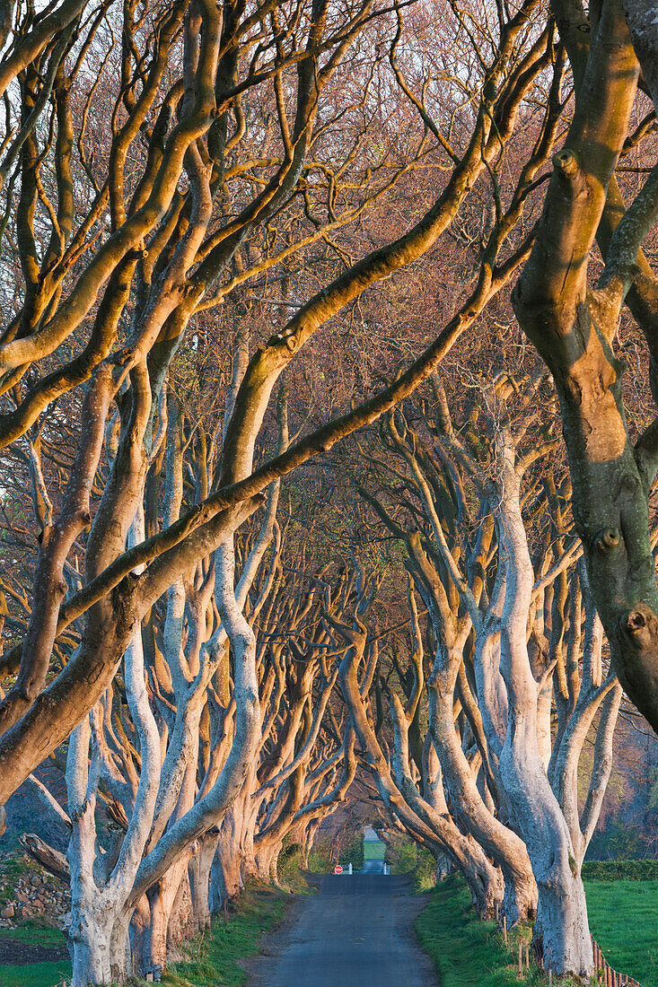 UK, Northern Ireland, County Antrim, Ballymoney, The Dark Hedges, tree-lined road at dawn