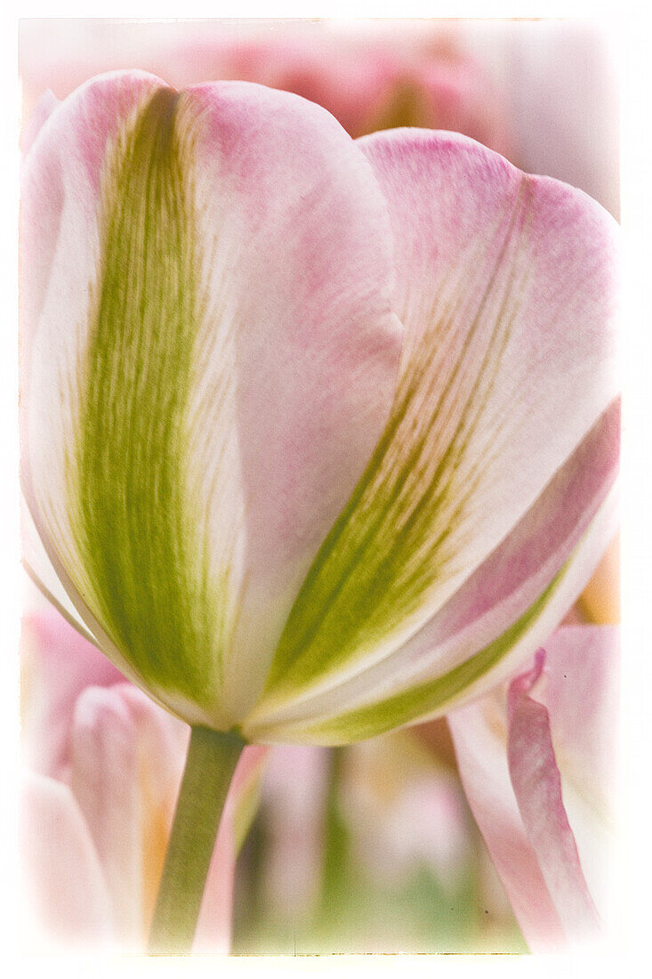 Niederlande, Lisse, Keukenhof Gärten, Tulpe, Digital bearbeitet