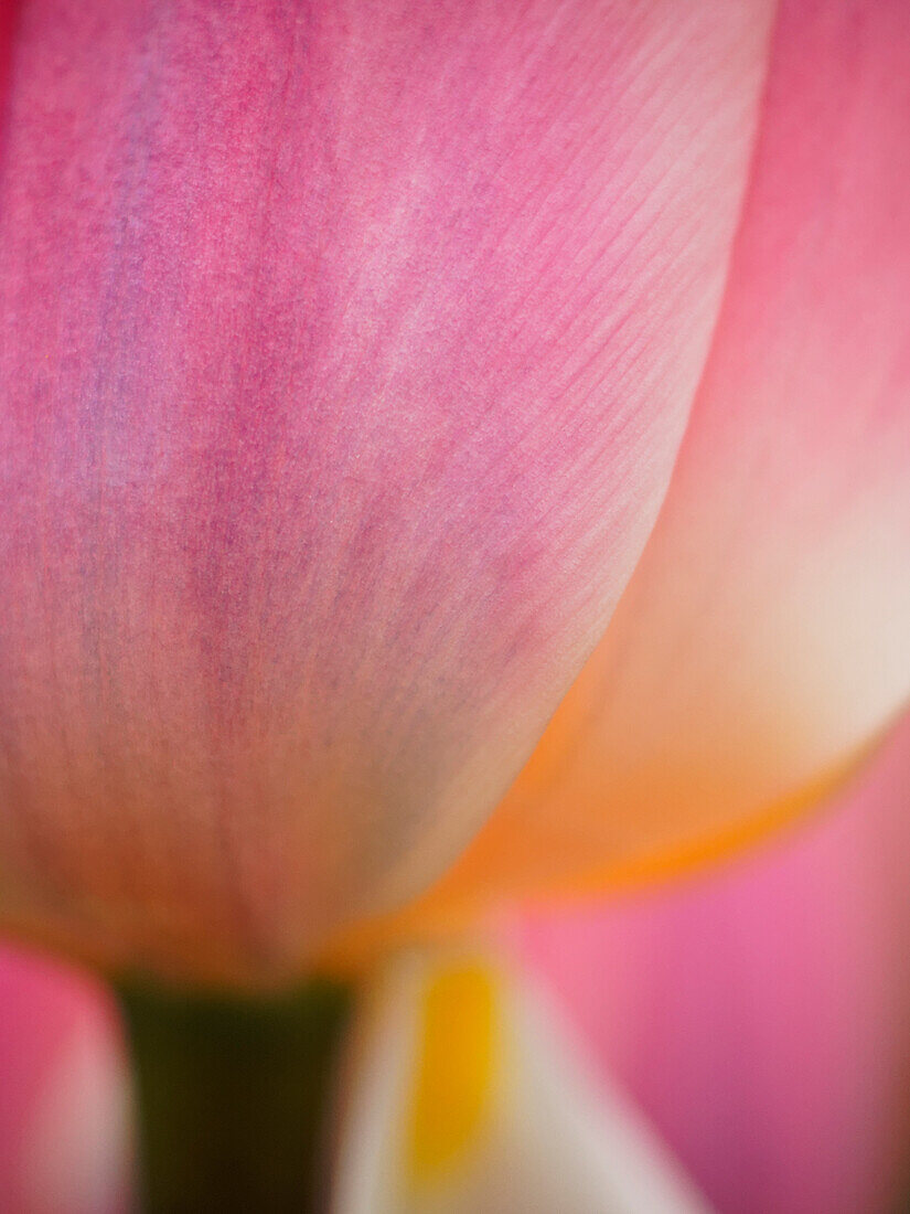 Netherlands, Macro of Colorful Tulip