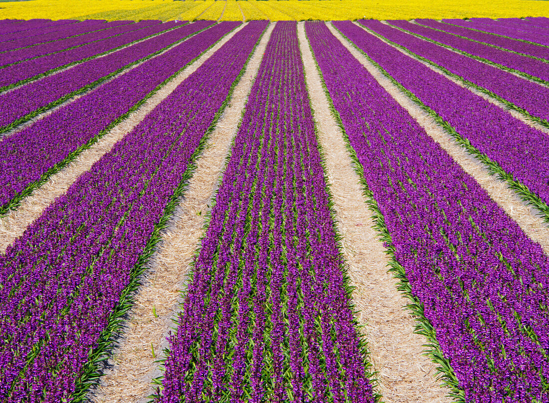 Netherlands, Southern Holland Province, Lisse, hyacinths fields