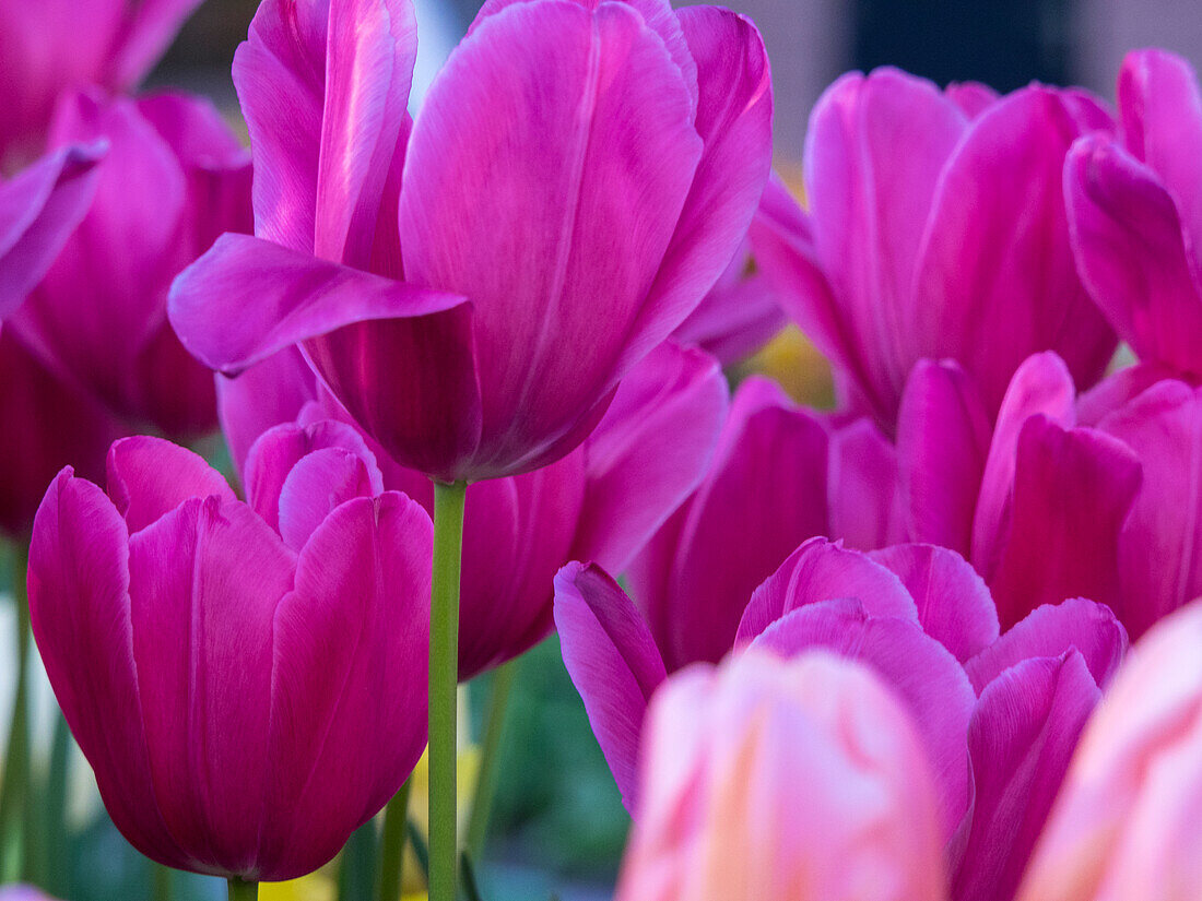 Niederlande, Lisse, Keukenhof Gärten, Tulpen Nahaufnahmen mit selektivem Fokus