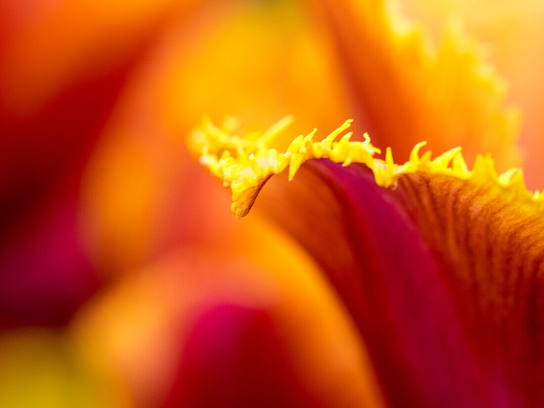 Niederlande, Lisse, Keukenhof Gärten, Tulpen-Nahaufnahmen mit selektivem Fokus