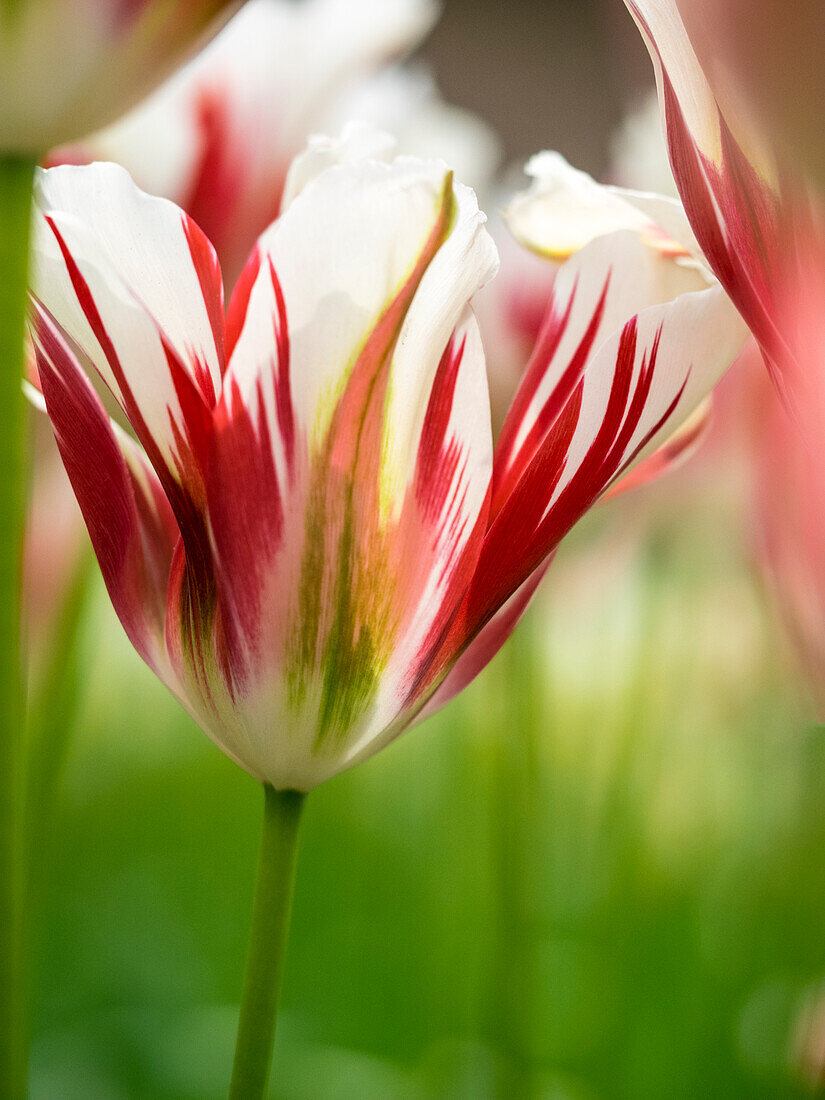 Netherlands, Lisse, Keukenhof Gardens, Tulip Close-ups with Selective Focus