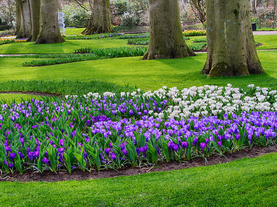Netherlands, Flower Displays at Keukenhof gardens