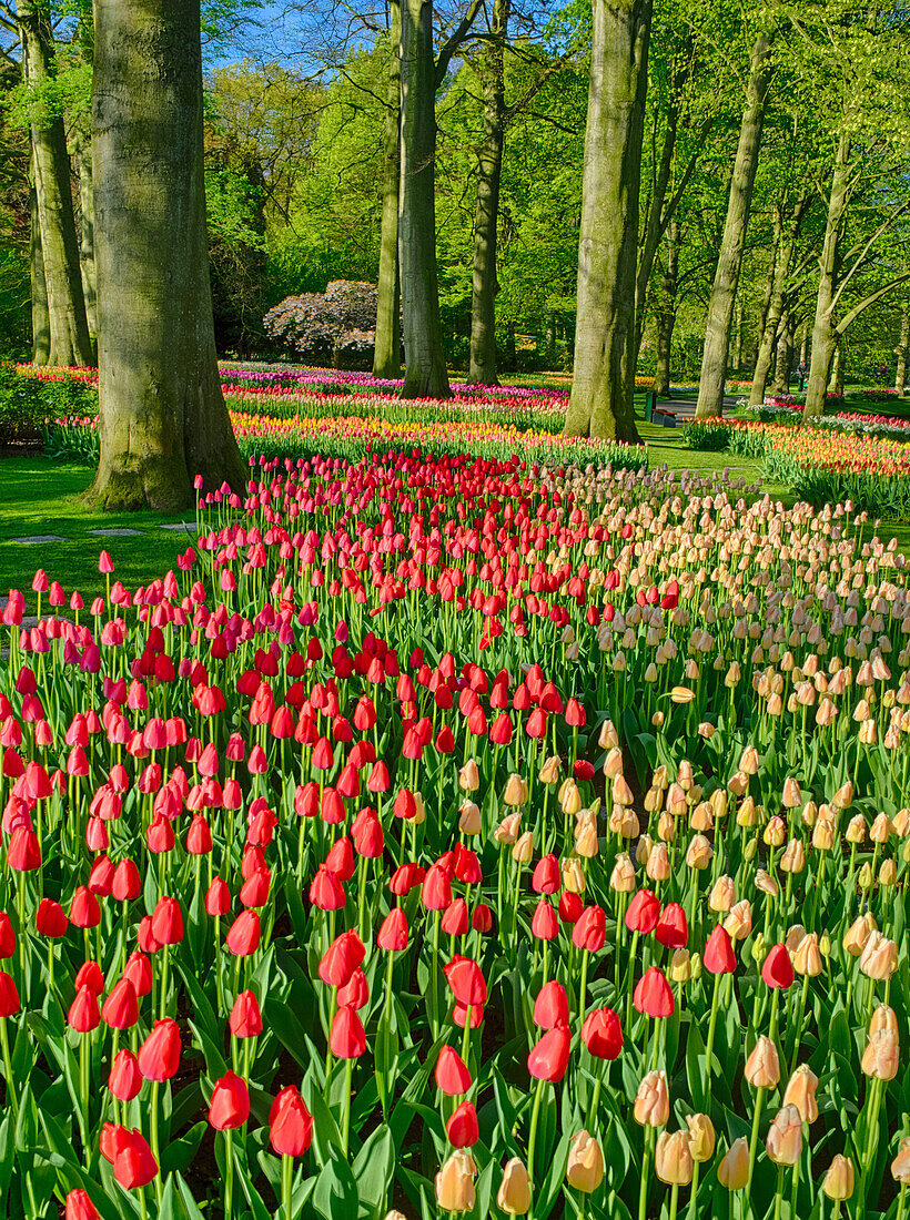 Niederlande, Lisse, Keukenhof Gärten mit Tulpenblüten inmitten von Bäumen