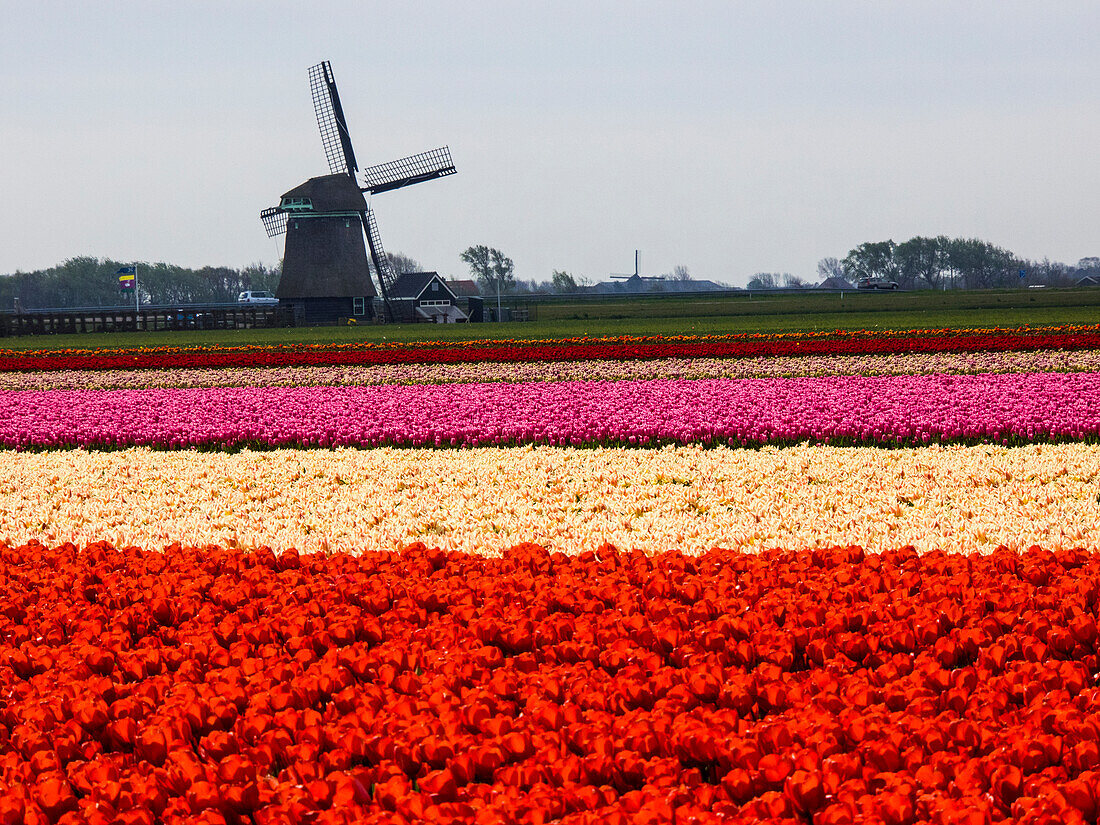 Niederlande, Nord-Holland, Tulpenfeld mit Windmühle in Blumen