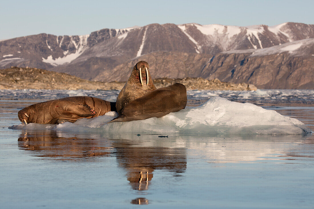 Norwegen, Svalbard, Spitzbergen. Walross auf dem Eis