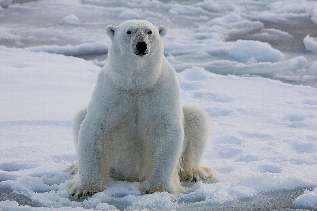 Norway, Svalbard, Spitsbergen. Polar bear rests on sea ice