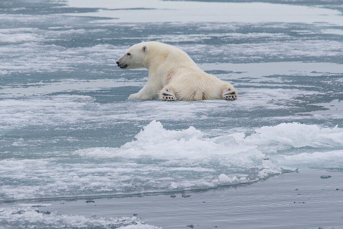 Europa, Norwegen, Svalbard. Eisbärjunges rutscht auf dem Eis aus