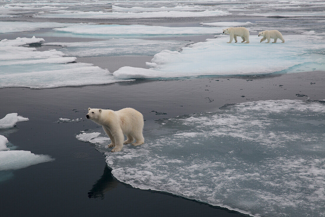Europa, Norwegen, Svalbard. Neugieriges Eisbärenjunges schaut Touristen an
