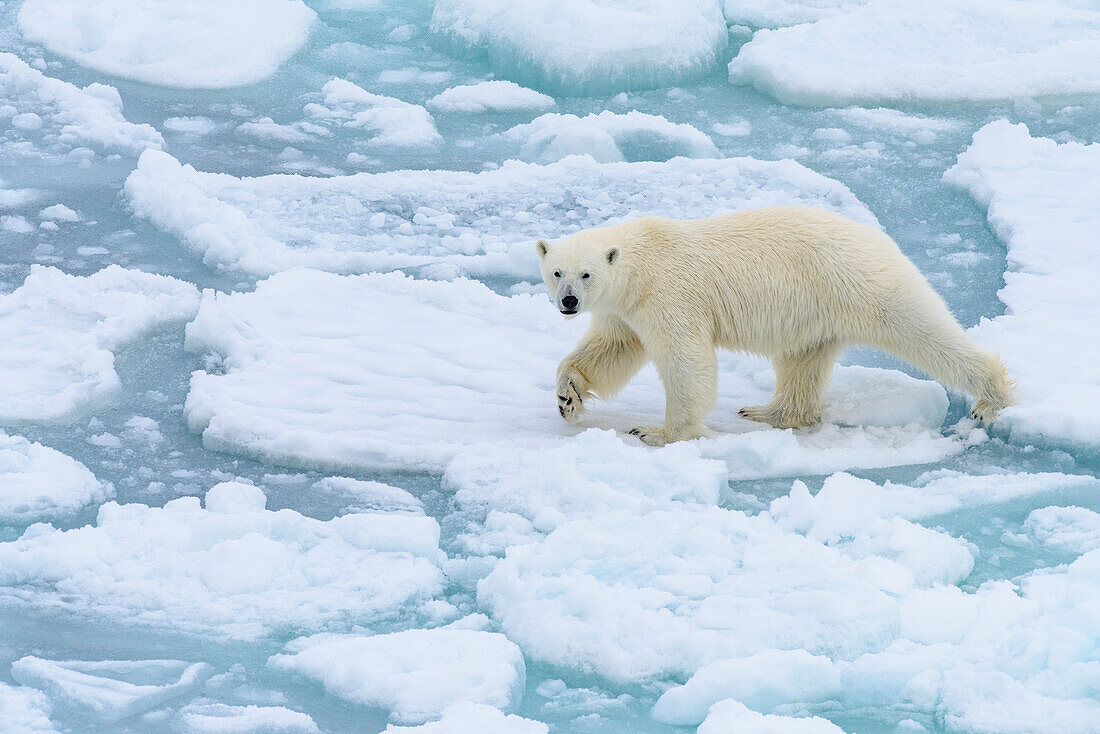 Norwegen, Svalbard, 82 Grad Nord. Eisbär auf dem Vormarsch.