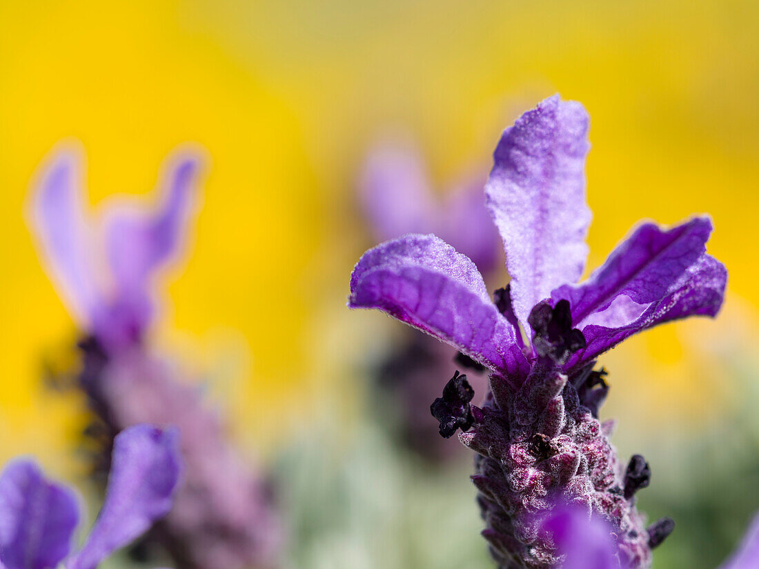 Französischer Lavendel oder Spanischer Lavendel, Gekrönter Lavendel (Lavandula stoechas) an der Costa Vicentina. Die Küste der Algarve im Frühling. Portugal