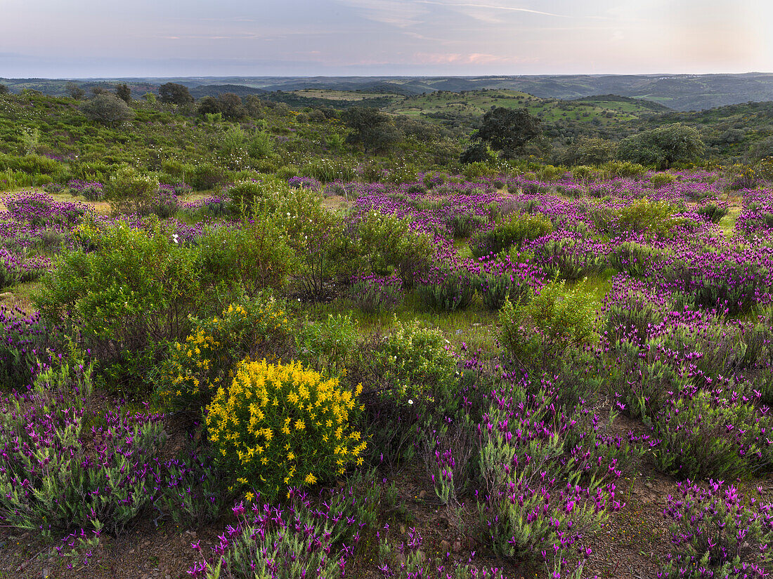 Landscape with Spanish lavender (Lavandula stoechas, French lavender, topped lavender) near Mertola in the nature reserve Parque Natural do Vale do Guadiana, Portugal, Alentejo