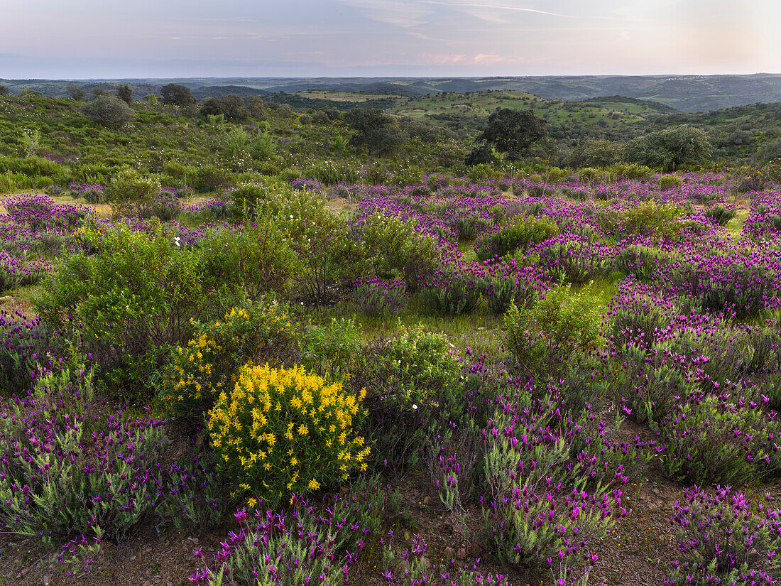 Landschaft mit Spanischem Lavendel (Lavandula stoechas, Französischer Lavendel, Gekrönter Lavendel) bei Mertola im Naturschutzgebiet Parque Natural do Vale do Guadiana, Portugal, Alentejo
