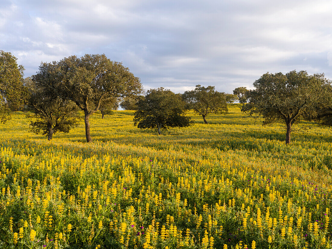 Landscape with wildflower meadow near Mertola in the nature reserve Parque Natural do Vale do Guadiana, Portugal, Alentejo