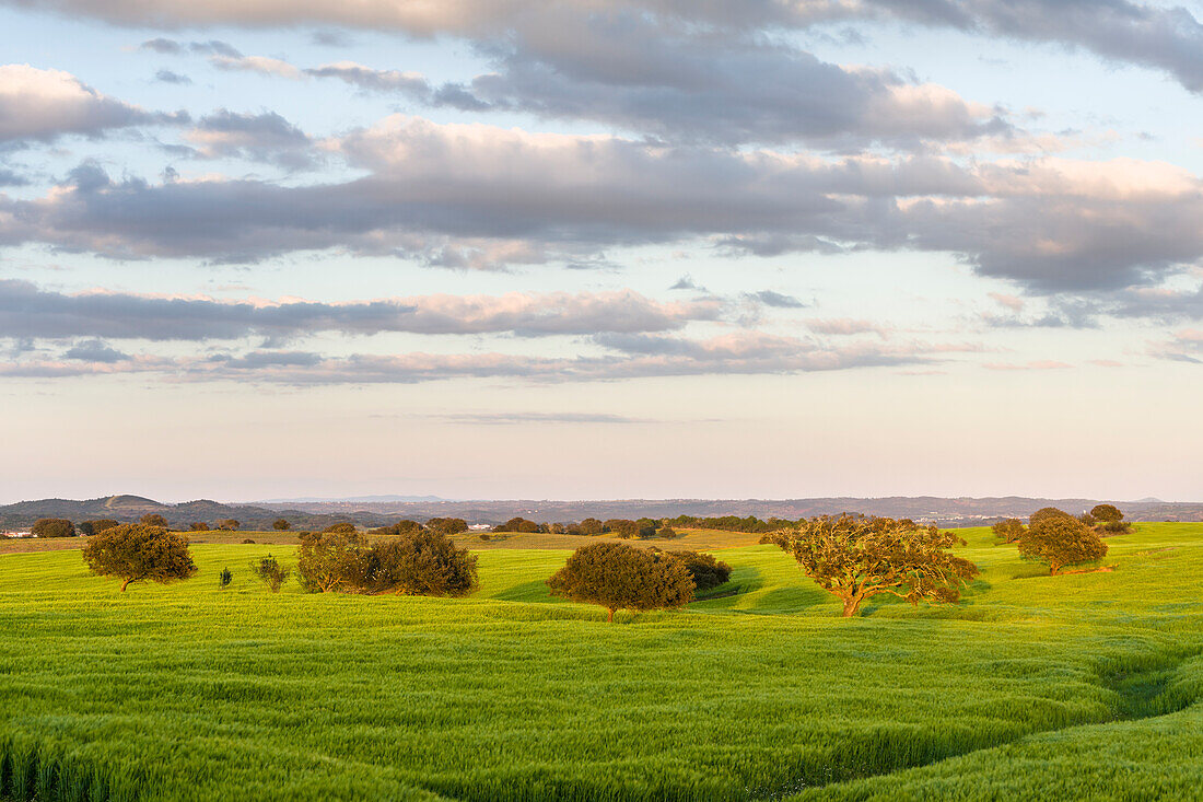 Landscape with fields of grain near Mertola in the nature reserve Parque Natural do Vale do Guadiana, Portugal, Alentejo