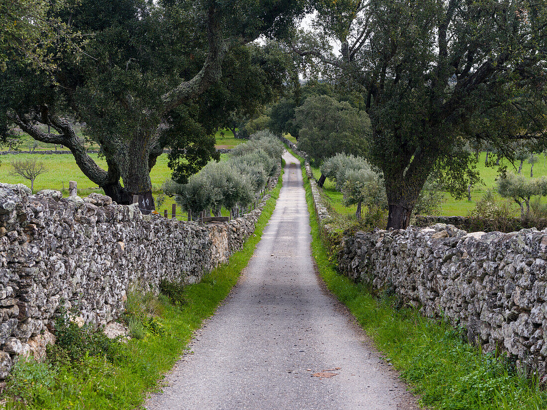 Cork oak (Quercus suber) in the Alentejo. Portugal