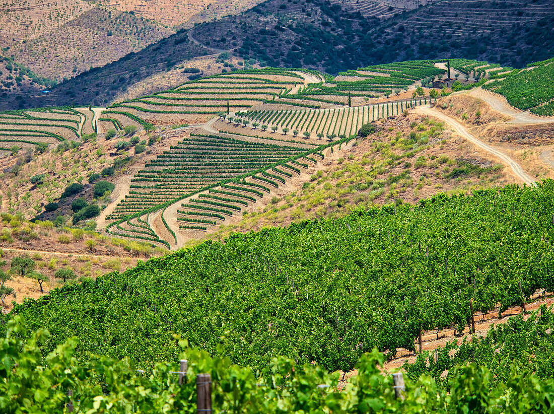 Portugal, Douro-Tal. Terrassenförmige Weinberge an den Hügeln