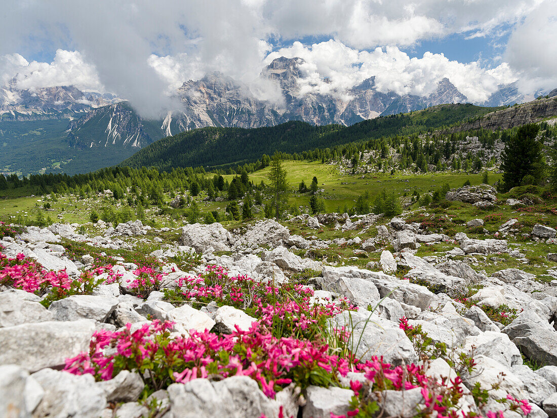 Croda da Lago in the Dolomites of the Veneto near Cortina d'Ampezzo, view towards Sorapis. Part of the UNESCO World Heritage Site, Italy.