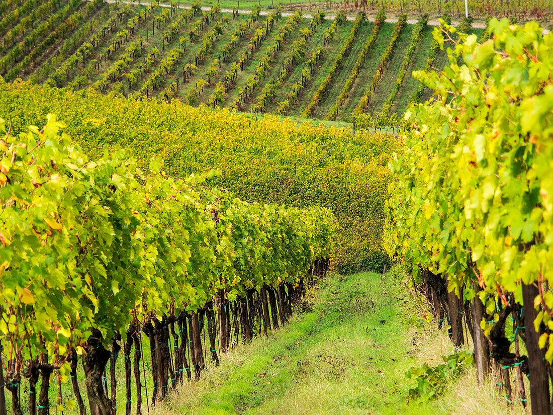 Italien, Toskana, Chianti, Herbstliche Weinbergsreihen mit leuchtender Farbe