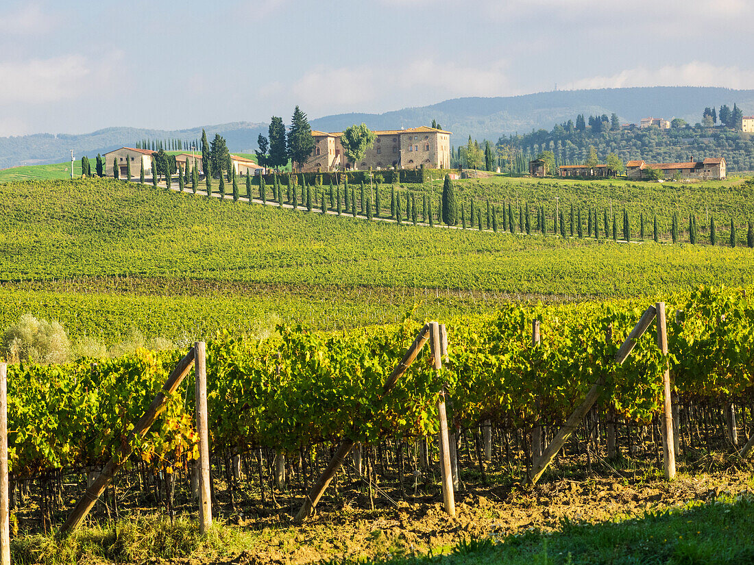 Italy, Tuscany, Chianti, Autumn Vineyard Rows with Bright Color