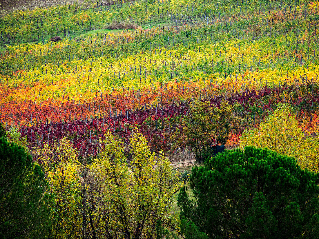 Italien, Toskana, Chianti, Herbstliche Weinbergsreihen mit leuchtender Farbe