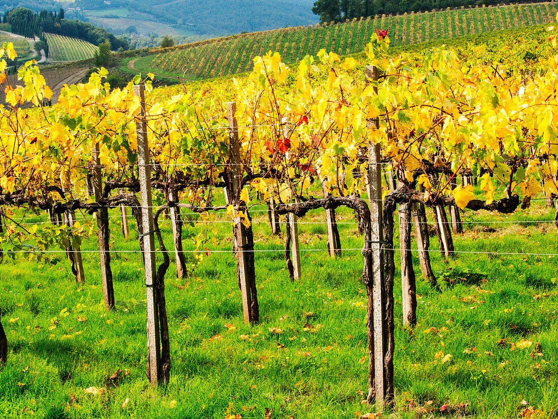 Italien, Toskana, Chianti, Herbstliche Weinbergsreihen mit leuchtender Farbe
