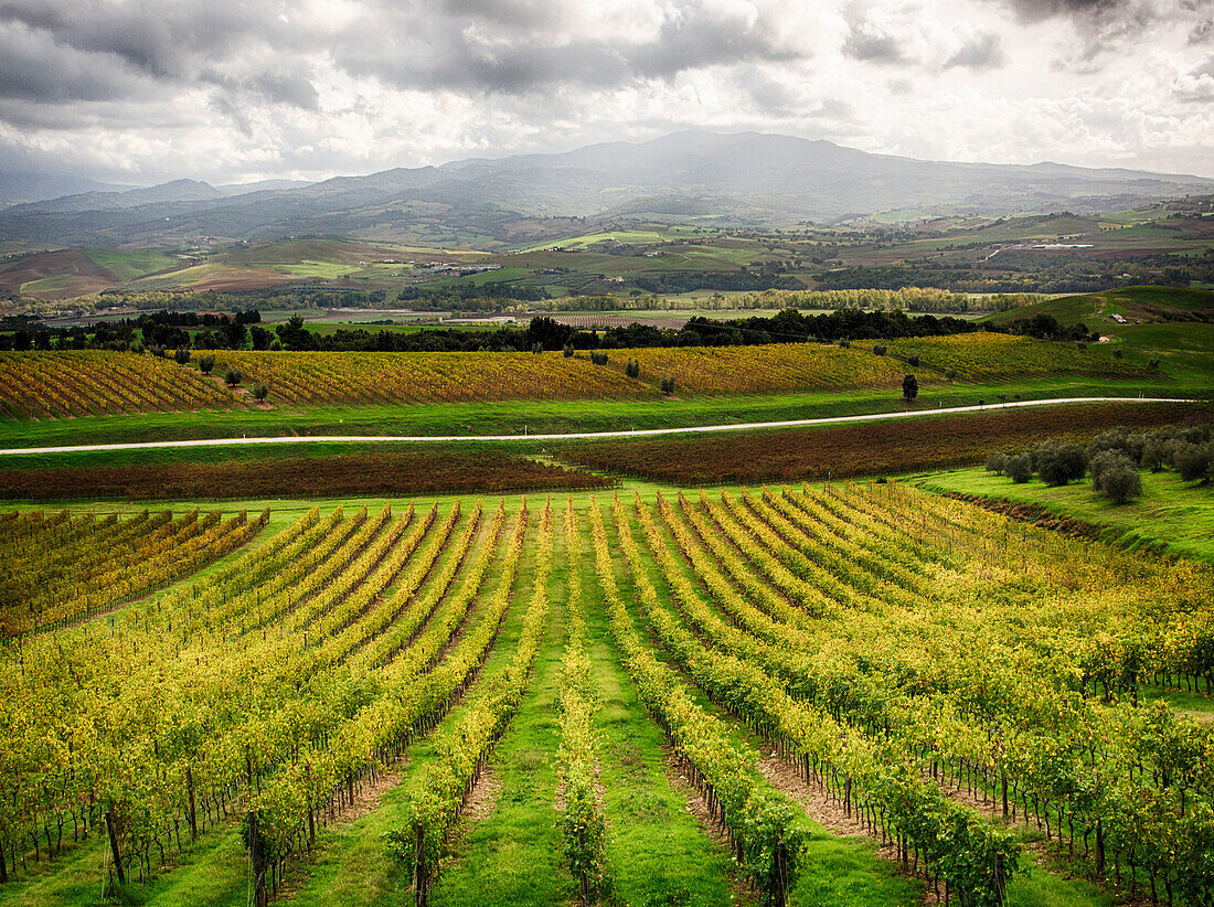Italy, Tuscany, Autumn Vineyards