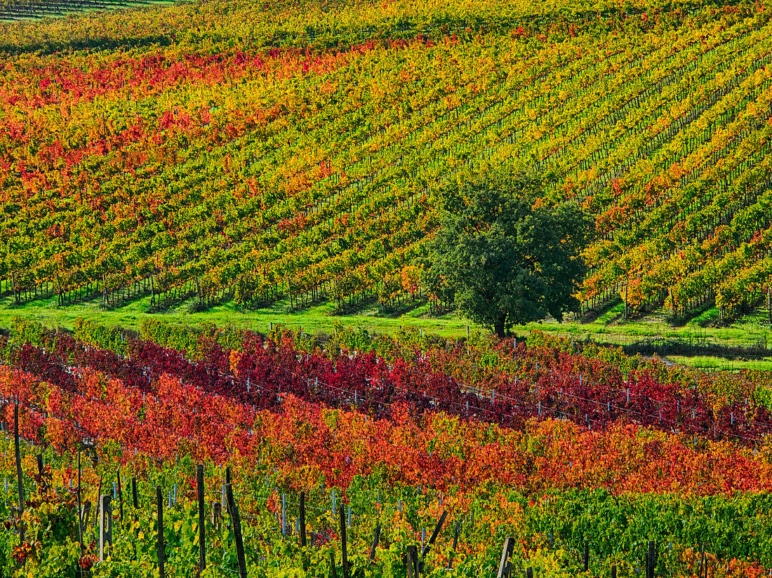 Italy, Montepulciano, Autumn Vineyards near Montepulciano