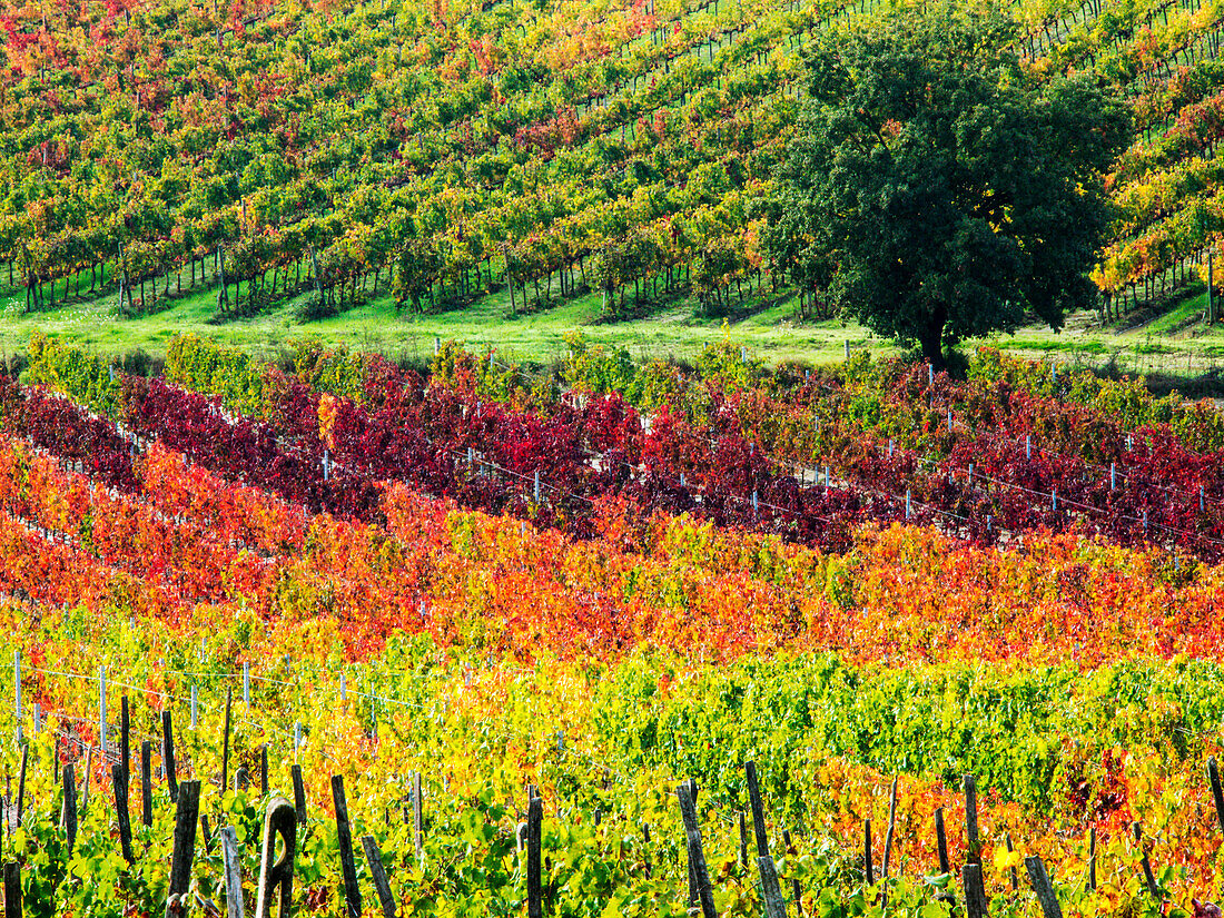 Italy, Montepulciano, Autumn Vineyards near Montepulciano