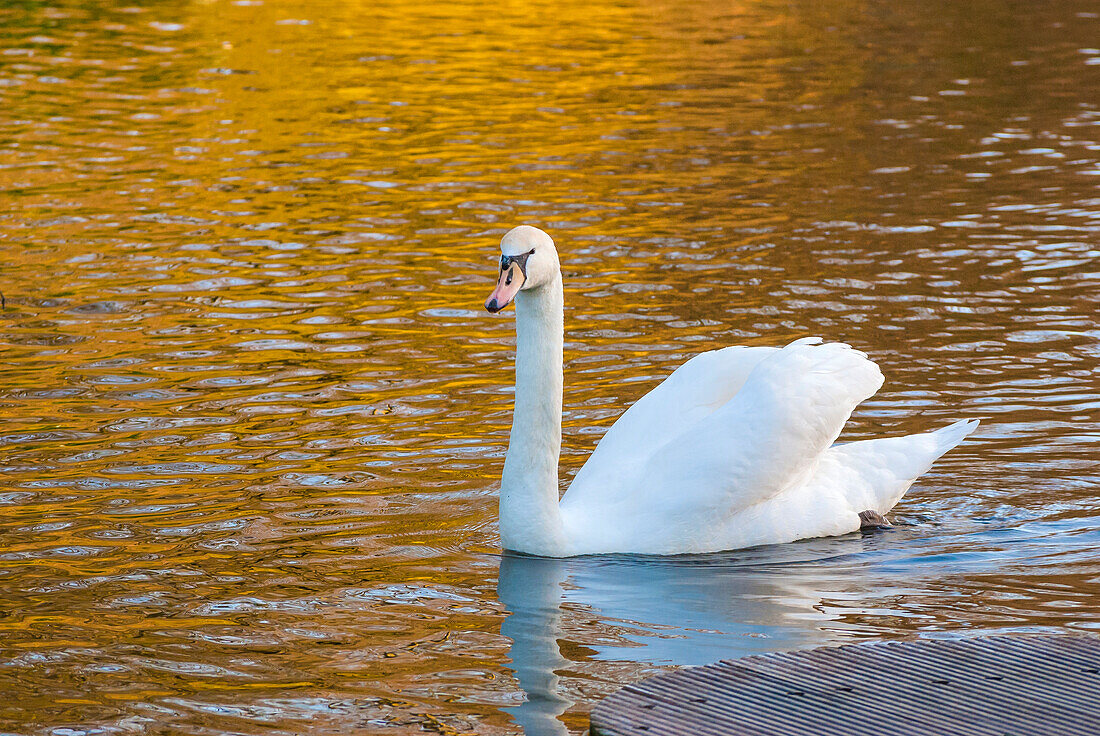 Swan in Keukenhof Gardens