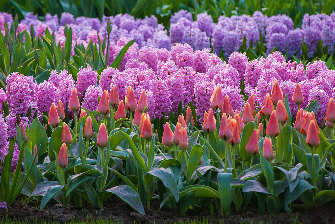 Spring flower garden with tulips and hyacinth