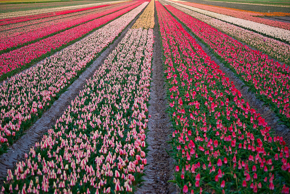 Tulpenblumenfelder im berühmten Lisse, Holland
