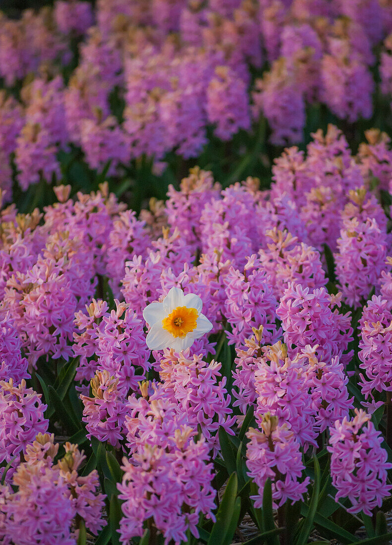 Hyacinth flower fields in famous Lisse, Holland