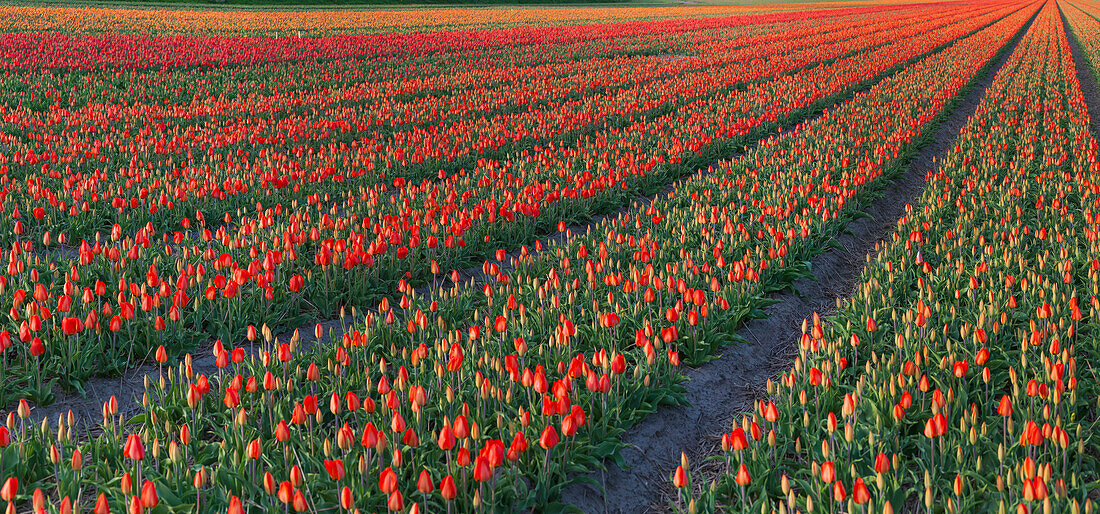 Tulip flower fields in famous Lisse, Holland