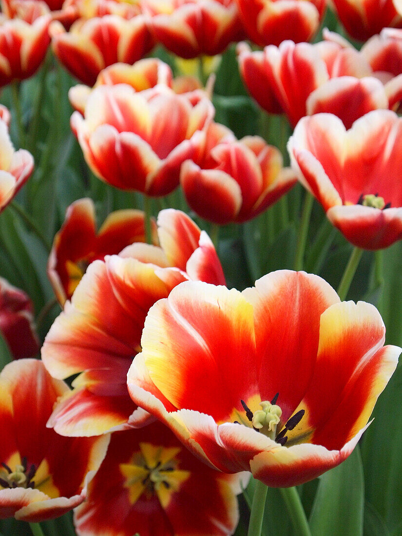 White rimmed red tulips