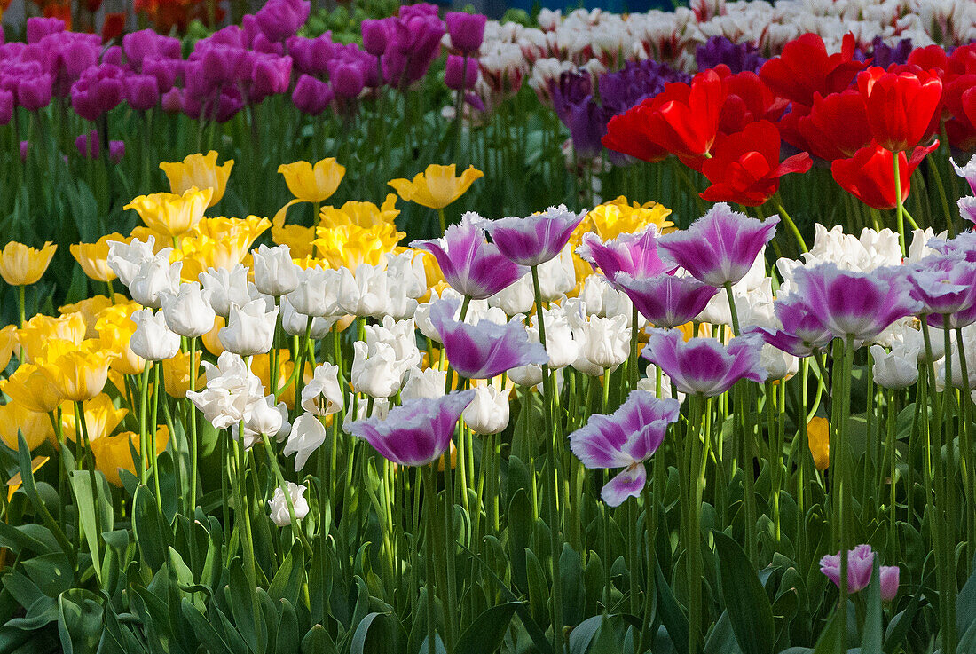 Multicolor tulip flowerbeds