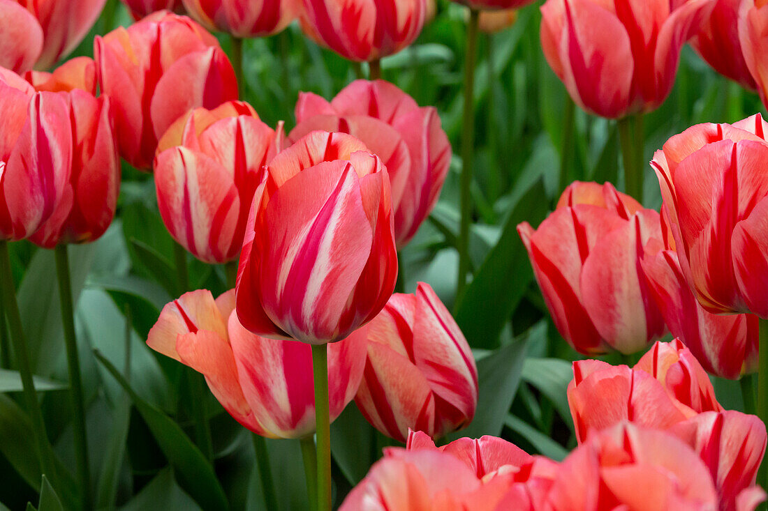 Europa, Niederlande, Holland. Rosa Tulpen in den Keukenhof-Gärten