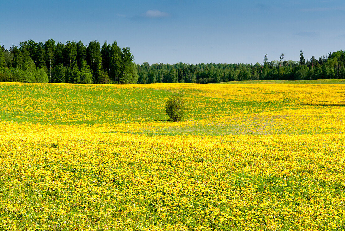Fields at Varska, Estonia, Baltic States