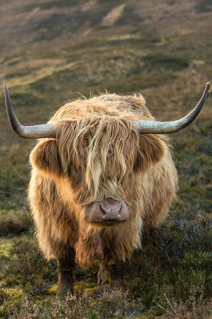 Schottland, Die Isle of Skye. Nahaufnahme einer Hochlandkuh.